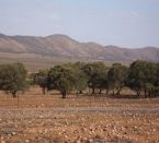 6  Tage Alice Springs - Adelaide